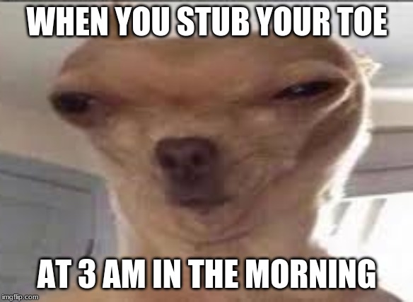 WHEN YOU STUB YOUR TOE; AT 3 AM IN THE MORNING | image tagged in dog | made w/ Imgflip meme maker