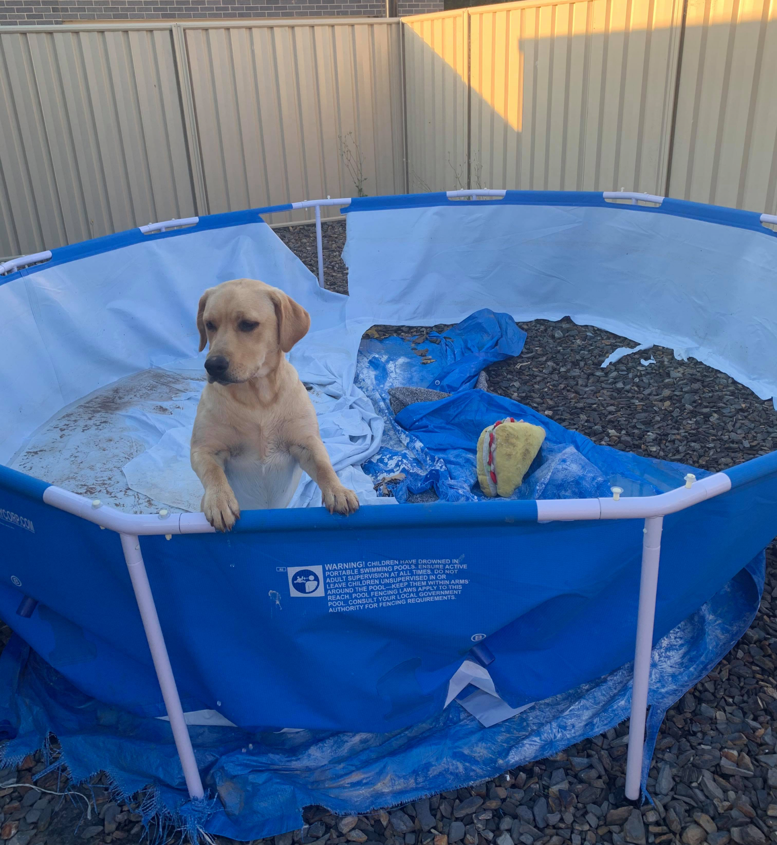 High Quality dog vs pool Blank Meme Template