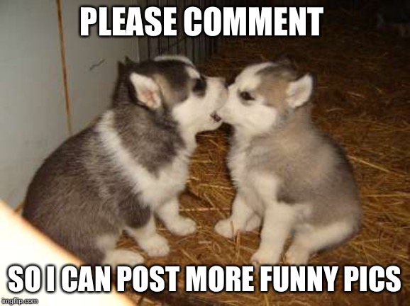 Cute Puppies | PLEASE COMMENT; SO I CAN POST MORE FUNNY PICS | image tagged in memes,cute puppies | made w/ Imgflip meme maker