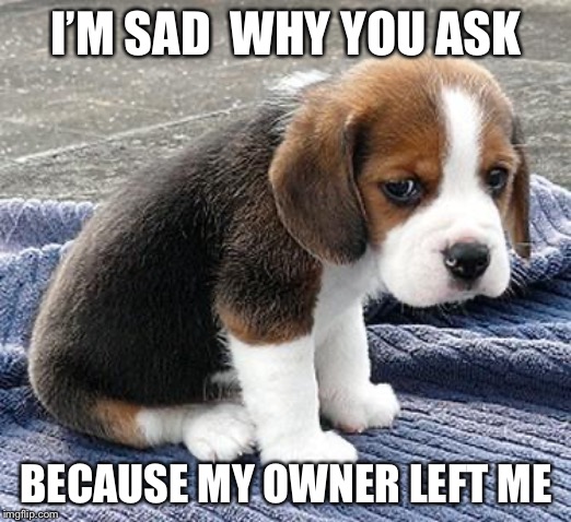 sad puppy | I’M SAD  WHY YOU ASK; BECAUSE MY OWNER LEFT ME | image tagged in sad puppy | made w/ Imgflip meme maker