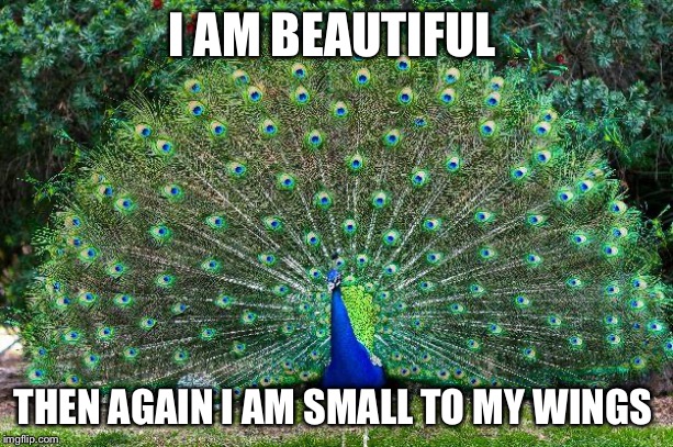 Peacock | I AM BEAUTIFUL; THEN AGAIN I AM SMALL TO MY WINGS | image tagged in peacock | made w/ Imgflip meme maker