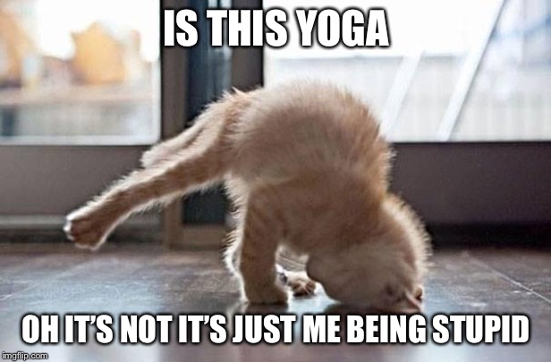 yoga kitty | IS THIS YOGA; OH IT’S NOT IT’S JUST ME BEING STUPID | image tagged in yoga kitty | made w/ Imgflip meme maker