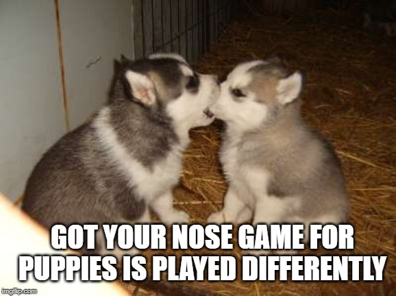 Cute Puppies | GOT YOUR NOSE GAME FOR PUPPIES IS PLAYED DIFFERENTLY | image tagged in memes,cute puppies | made w/ Imgflip meme maker