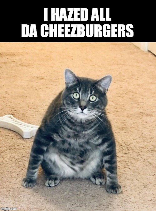 fat cat | I HAZED ALL DA CHEEZBURGERS | image tagged in cats | made w/ Imgflip meme maker