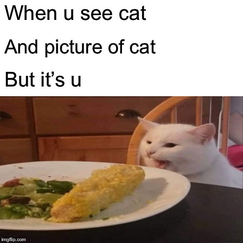 Smudge the cat <3 | When u see cat; And picture of cat; But it’s u | image tagged in smudge the cat,ahahaa,o | made w/ Imgflip meme maker
