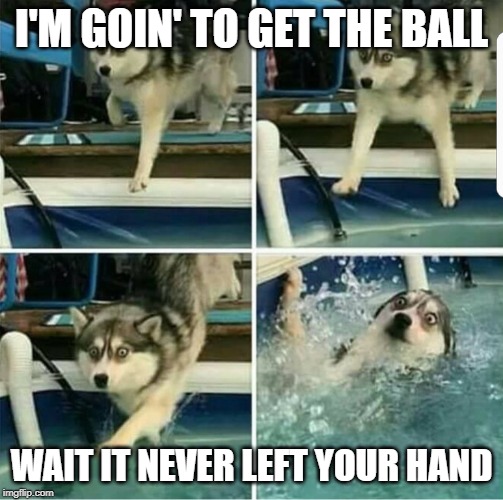 Husky regret | I'M GOIN' TO GET THE BALL; WAIT IT NEVER LEFT YOUR HAND | image tagged in husky regret | made w/ Imgflip meme maker