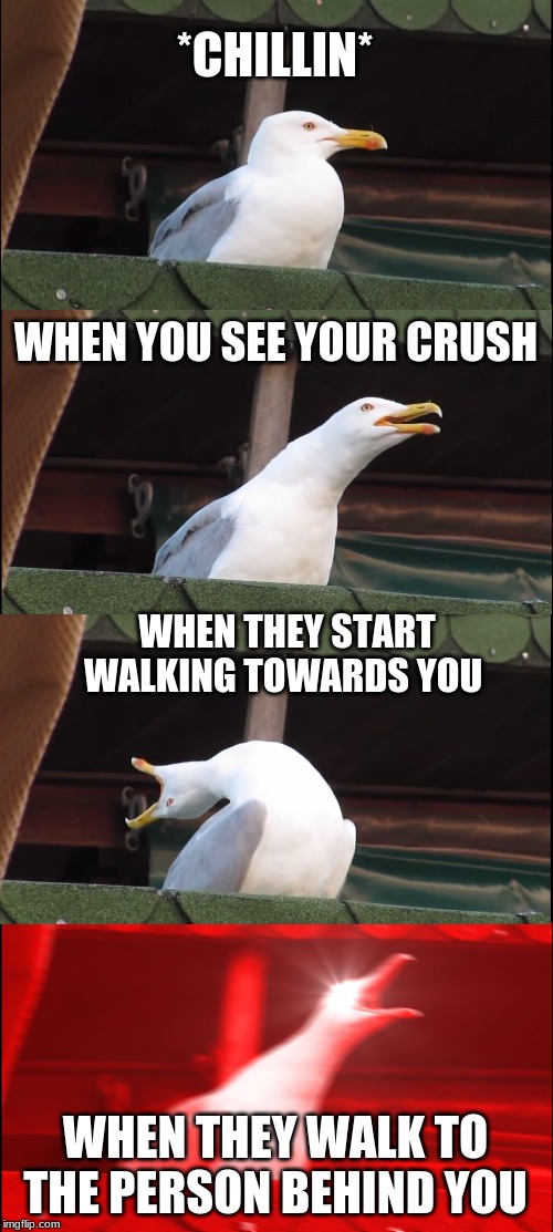 Inhaling Seagull Meme | *CHILLIN*; WHEN YOU SEE YOUR CRUSH; WHEN THEY START WALKING TOWARDS YOU; WHEN THEY WALK TO THE PERSON BEHIND YOU | image tagged in memes,inhaling seagull | made w/ Imgflip meme maker