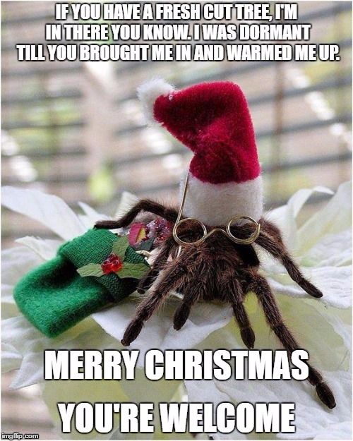 It's just one of the things you will find dormant in a fresh cut tree. Merry Christmas. | image tagged in spiders,ticks,random,christmas,xmas | made w/ Imgflip meme maker