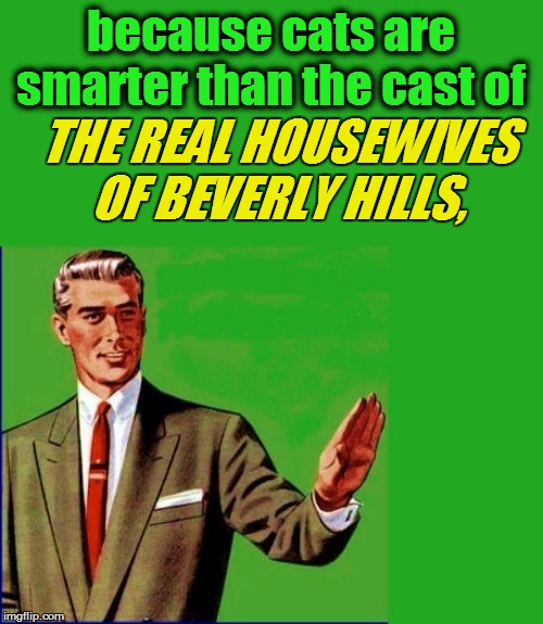 because cats are smarter than the cast of THE REAL HOUSEWIVES OF BEVERLY HILLS, | made w/ Imgflip meme maker