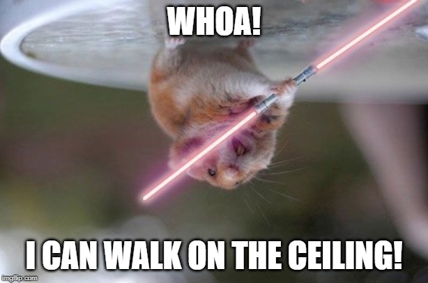 Star Wars hamster | WHOA! I CAN WALK ON THE CEILING! | image tagged in star wars hamster | made w/ Imgflip meme maker