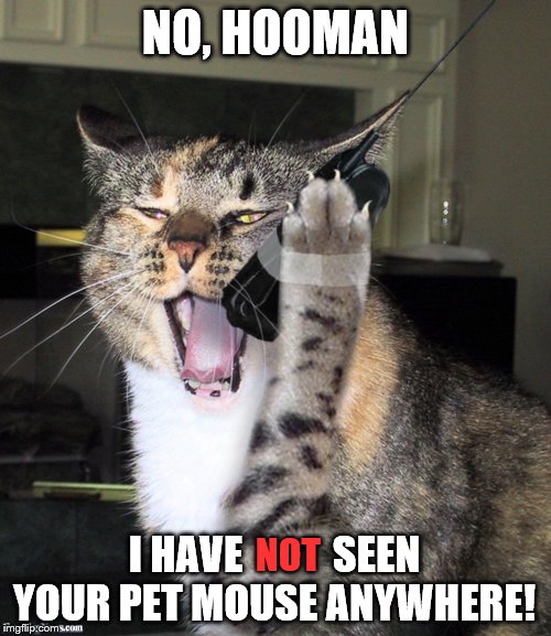 Are you sure about that? | NO, HOOMAN; I HAVE           SEEN YOUR PET MOUSE ANYWHERE! NOT | image tagged in cats,mouse,pets,phone,not | made w/ Imgflip meme maker