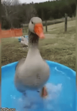 image tagged in gifs | made w/ Imgflip video-to-gif maker