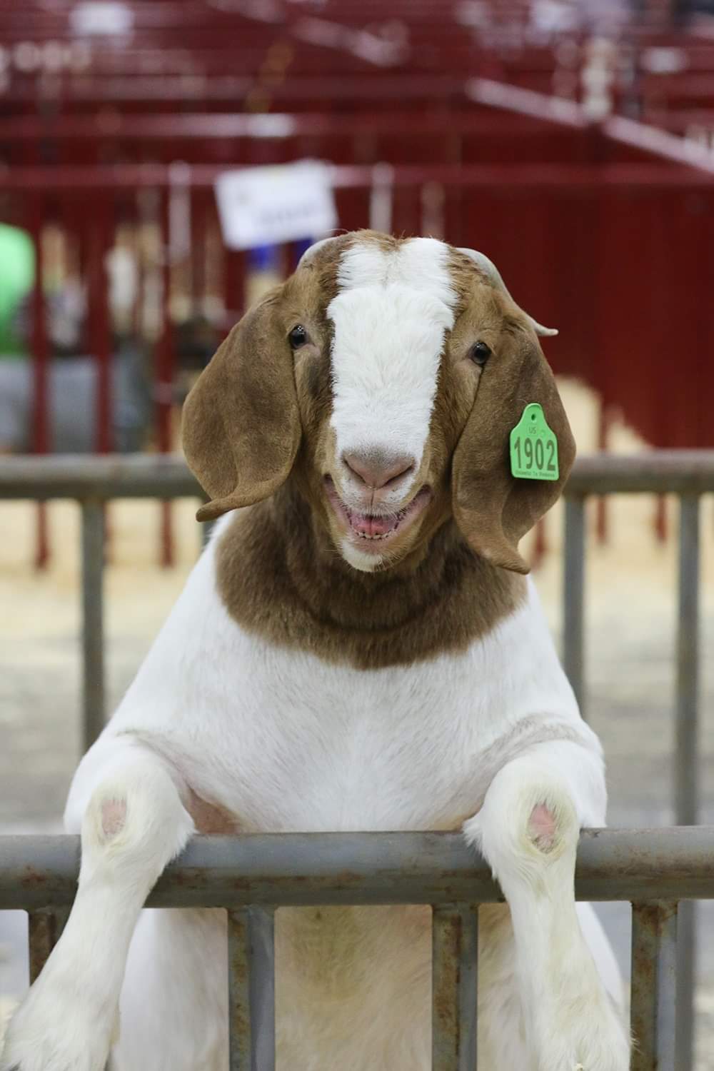 High Quality Goat this Blank Meme Template