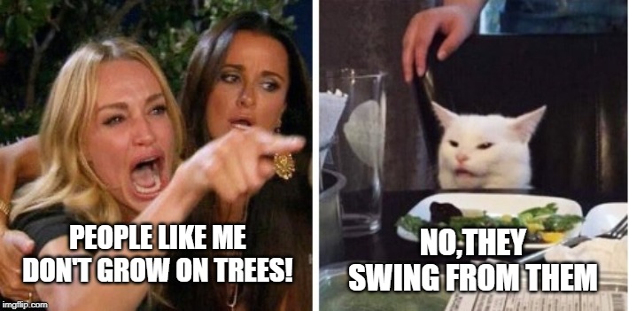 NO,THEY SWING FROM THEM; PEOPLE LIKE ME DON'T GROW ON TREES! | image tagged in smudge the cat | made w/ Imgflip meme maker