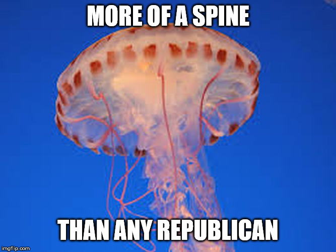 jellyfish | MORE OF A SPINE THAN ANY REPUBLICAN | image tagged in jellyfish | made w/ Imgflip meme maker