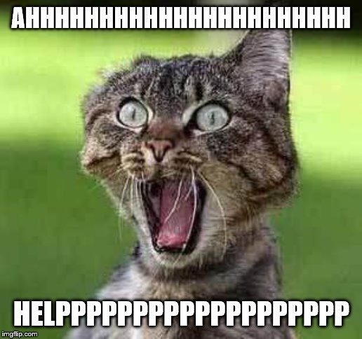 Screaming cat | AHHHHHHHHHHHHHHHHHHHHHH HELPPPPPPPPPPPPPPPPPPP | image tagged in screaming cat | made w/ Imgflip meme maker