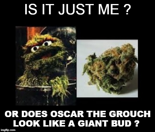 Oscar the NUG | IS IT JUST ME ? OR DOES OSCAR THE GROUCH LOOK LIKE A GIANT BUD ? | image tagged in oscar the grouch | made w/ Imgflip meme maker