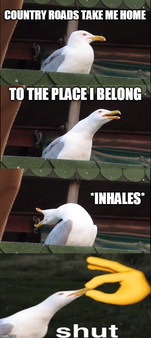 meme | COUNTRY ROADS TAKE ME HOME; TO THE PLACE I BELONG; *INHALES* | image tagged in memes,inhaling seagull,shut,lol,funny | made w/ Imgflip meme maker