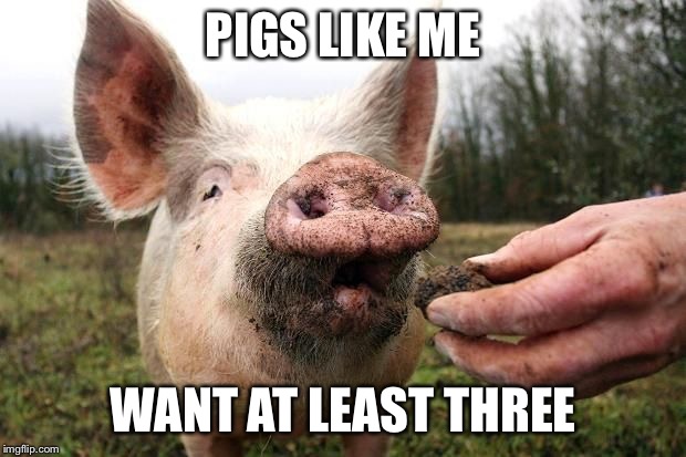 TrufflePig | PIGS LIKE ME WANT AT LEAST THREE | image tagged in trufflepig | made w/ Imgflip meme maker