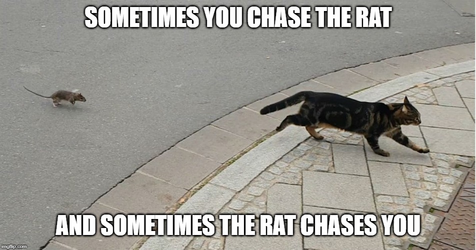 Aphorism | SOMETIMES YOU CHASE THE RAT; AND SOMETIMES THE RAT CHASES YOU | image tagged in funny cats | made w/ Imgflip meme maker