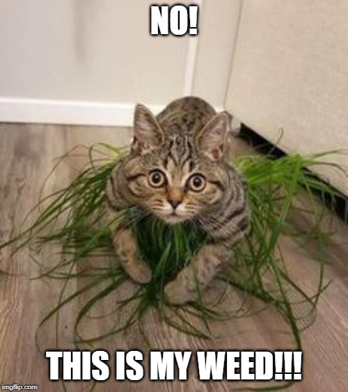 Reefer Madness | NO! THIS IS MY WEED!!! | image tagged in funny cat | made w/ Imgflip meme maker