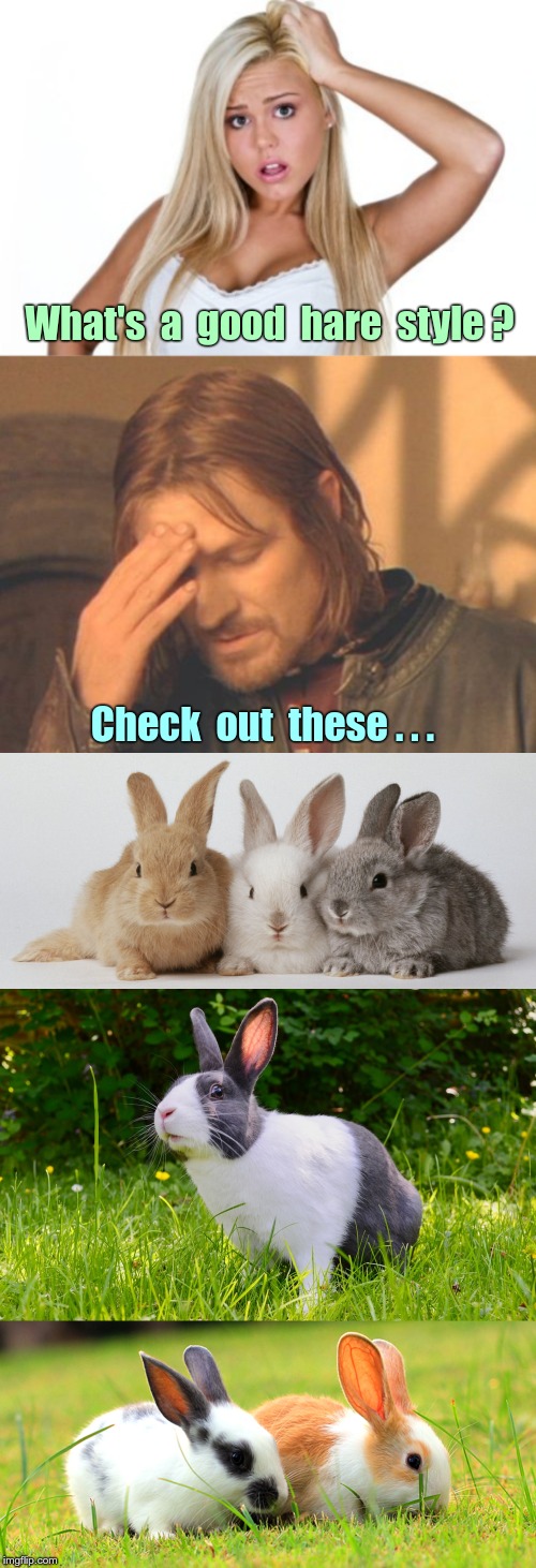 Help! Can Anyone Suggest a Good Hare Style? | What's  a  good  hare  style ? Check  out  these . . . | image tagged in dumb blonde frustrated boromir,doin' it with style,funny memes,rick75230,spelling matters | made w/ Imgflip meme maker