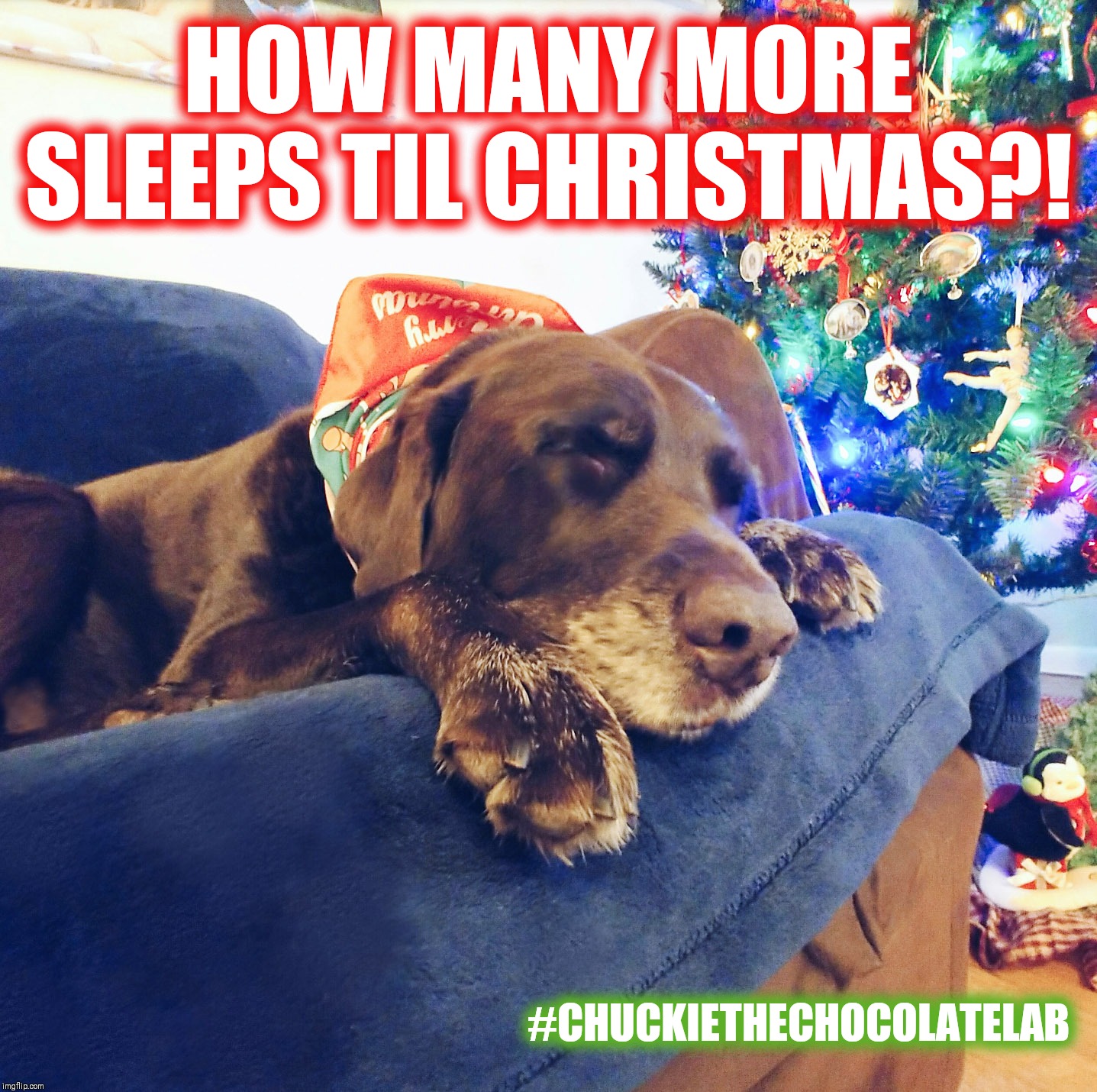 How many sleeps til Christmas? | HOW MANY MORE SLEEPS TIL CHRISTMAS?! #CHUCKIETHECHOCOLATELAB | image tagged in chuckie the chocolate lab,dogs,memes,christmas,sleeps til christmas,christmas countdown | made w/ Imgflip meme maker