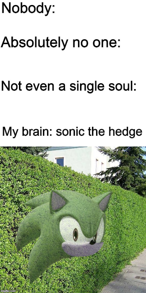 I'm sorry- | Nobody:; Absolutely no one:; Not even a single soul:; My brain: sonic the hedge | image tagged in memes,funny,photoshop,i'm sorry,please forgive me | made w/ Imgflip meme maker