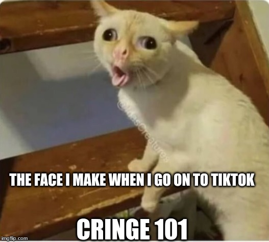 Coughing cat | THE FACE I MAKE WHEN I GO ON TO TIKTOK; CRINGE 101 | image tagged in coughing cat | made w/ Imgflip meme maker