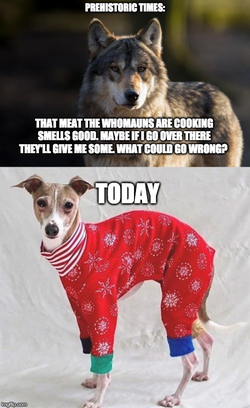 Christmas Dog | PREHISTORIC TIMES:; THAT MEAT THE WHOMAUNS ARE COOKING SMELLS GOOD. MAYBE IF I GO OVER THERE THEY'LL GIVE ME SOME. WHAT COULD GO WRONG? TODAY | image tagged in dog,doge,christmas,history | made w/ Imgflip meme maker
