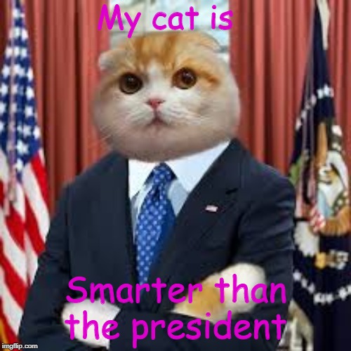 smart cat | My cat is; Smarter than the president | image tagged in cats | made w/ Imgflip meme maker