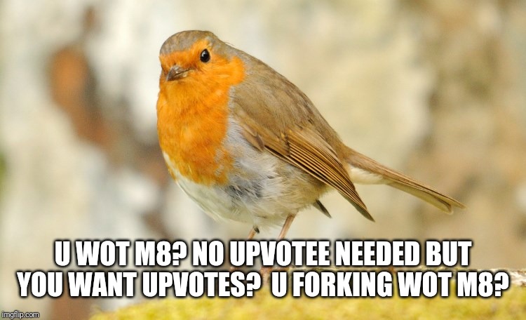 U wot m8 Robin | U WOT M8? NO UPVOTEE NEEDED BUT YOU WANT UPVOTES?  U FORKING WOT M8? | image tagged in u wot m8 robin | made w/ Imgflip meme maker