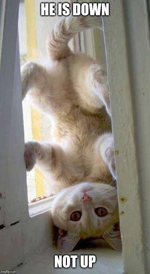 upside down cat | HE IS DOWN NOT UP | image tagged in upside down cat | made w/ Imgflip meme maker