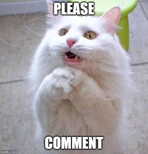 Begging Cat | PLEASE COMMENT | image tagged in begging cat | made w/ Imgflip meme maker