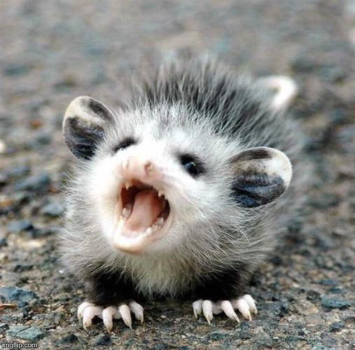 Aaaaahhhhh Baby Opossum | image tagged in aaaaahhhhh baby opossum | made w/ Imgflip meme maker