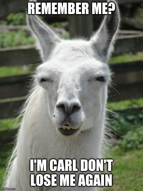 Llama glare | REMEMBER ME? I'M CARL DON'T LOSE ME AGAIN | image tagged in llama glare | made w/ Imgflip meme maker