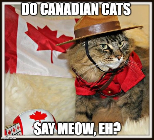Canada Cat | DO CANADIAN CATS; SAY MEOW, EH? | image tagged in canada cat | made w/ Imgflip meme maker