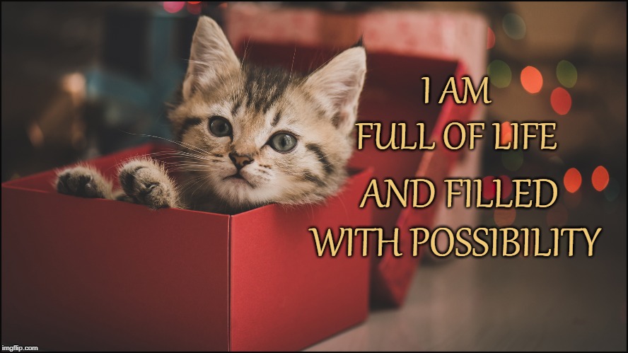 I AM FULL OF LIFE; AND FILLED WITH POSSIBILITY | image tagged in affirmation,kitten,cat,life,full of life,christmas | made w/ Imgflip meme maker