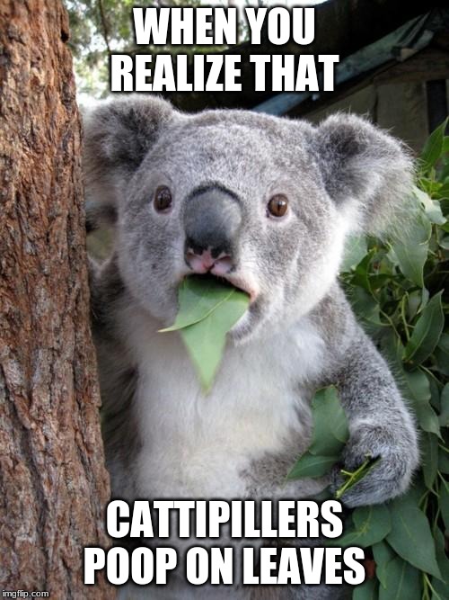 Surprised Koala Meme | WHEN YOU REALIZE THAT; CATERPILLARS POOP ON LEAVES | image tagged in memes,surprised koala | made w/ Imgflip meme maker