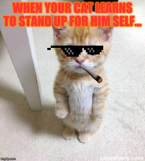 Cute Cat Meme | WHEN YOUR CAT LEARNS TO STAND UP FOR HIM SELF... | image tagged in memes,cute cat | made w/ Imgflip meme maker