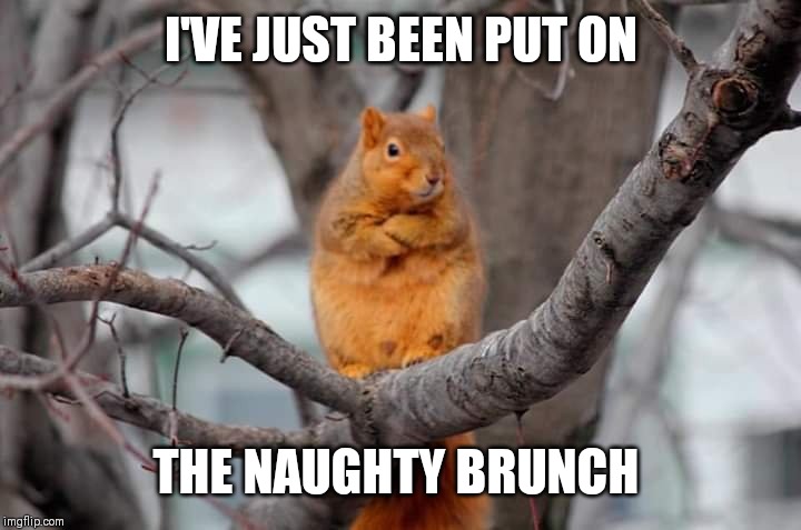 Naughty brunch | I'VE JUST BEEN PUT ON; THE NAUGHTY BRUNCH | image tagged in naughty,squirrel | made w/ Imgflip meme maker