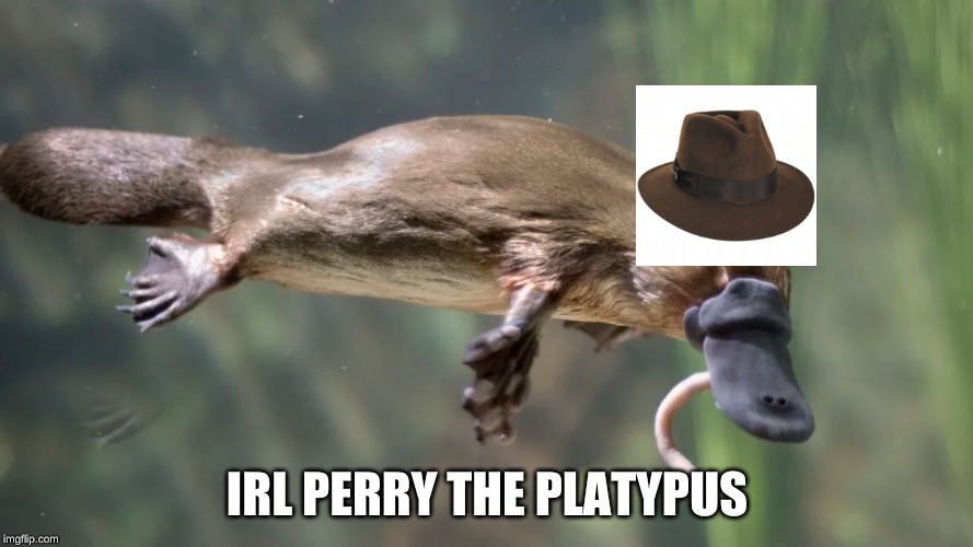 IRL Perry the platypus | IRL PERRY THE PLATYPUS | image tagged in phineas and ferb,platypus | made w/ Imgflip meme maker