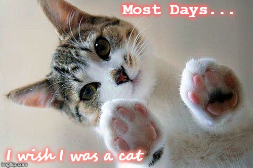Dreams of Bein a Cat | Most Days... I wish I was a cat | image tagged in wish,i wish,cats,cat,cute,cute animals | made w/ Imgflip meme maker