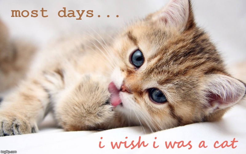 Cat Wishes | most days... i wish i was a cat | image tagged in cats,cat,wish,i wish,cute,cute cat | made w/ Imgflip meme maker