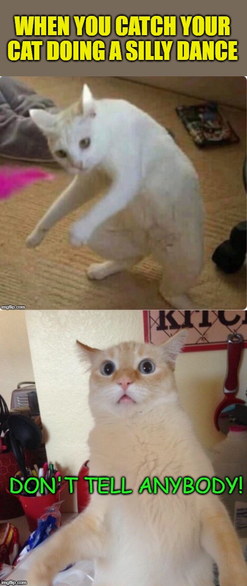 Embarrassed Cat | WHEN YOU CATCH YOUR CAT DOING A SILLY DANCE; DON'T TELL ANYBODY! | image tagged in cat memes,memes,cats,dancing | made w/ Imgflip meme maker