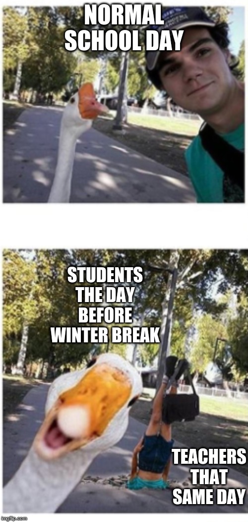 NORMAL SCHOOL DAY; STUDENTS THE DAY BEFORE WINTER BREAK; TEACHERS THAT SAME DAY | image tagged in goose,teachers | made w/ Imgflip meme maker