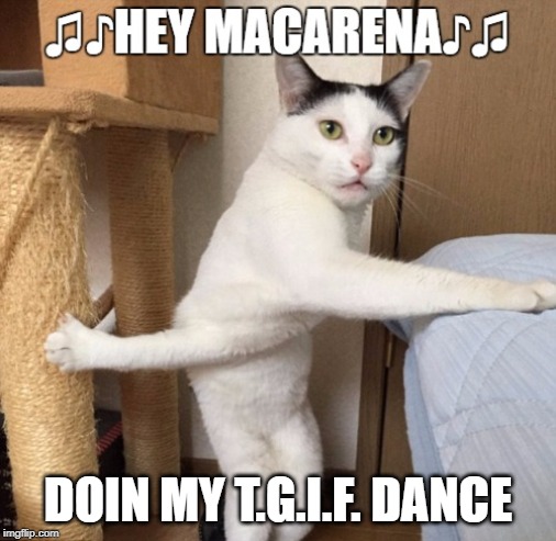 TGIF | DOIN MY T.G.I.F. DANCE | image tagged in cat humor,cat humopr,soapyartgif | made w/ Imgflip meme maker