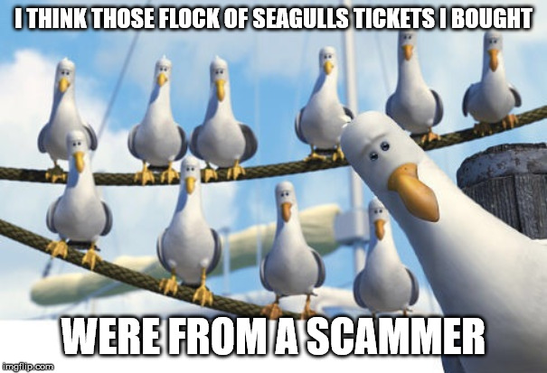 That scammer though. She had auburn hair and tawny eyes. The kind of eyes that hypnotize me through | I THINK THOSE FLOCK OF SEAGULLS TICKETS I BOUGHT; WERE FROM A SCAMMER | image tagged in finding nemo seagulls,seagulls,music | made w/ Imgflip meme maker