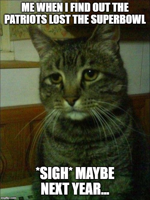 Depressed Cat Meme | ME WHEN I FIND OUT THE PATRIOTS LOST THE SUPERBOWL; *SIGH* MAYBE NEXT YEAR... | image tagged in memes,depressed cat | made w/ Imgflip meme maker