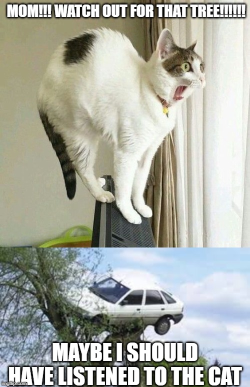 MOM!!! WATCH OUT FOR THAT TREE!!!!!! MAYBE I SHOULD HAVE LISTENED TO THE CAT | image tagged in cat,funny memes,cats | made w/ Imgflip meme maker